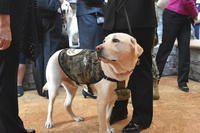 Sully H.W. Bush is the newest service dog enlistee at Walter Reed National Military Medical Center. (USO)