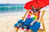 dog on beach with red umbrella